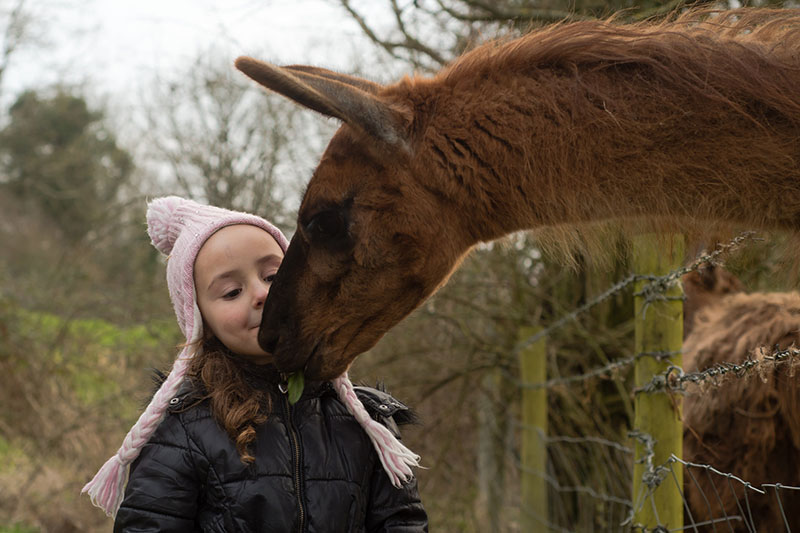 Llama next to a girl
