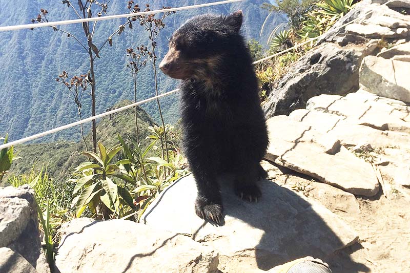 Spectacled bear Spectacled bear
