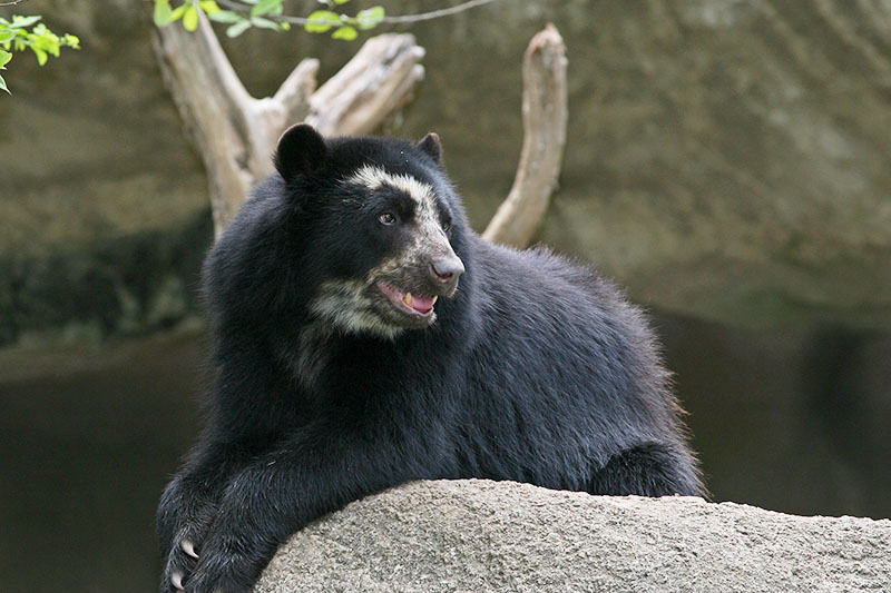 Spectacled bear Spectacled bear